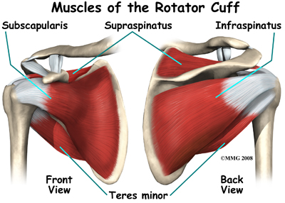 Muscles of the Rotator Cuff